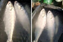 জোড়া জ্যান্ত ইলিশ উঠল হলদিয়ায়, মাছ দেখতে হুলস্থুল পড়ে গেল জোড়া জ্যান্ত ইলিশ উঠল হলদিয়ায়, মাছ দেখতে হুলস্থুল পড়ে গেল