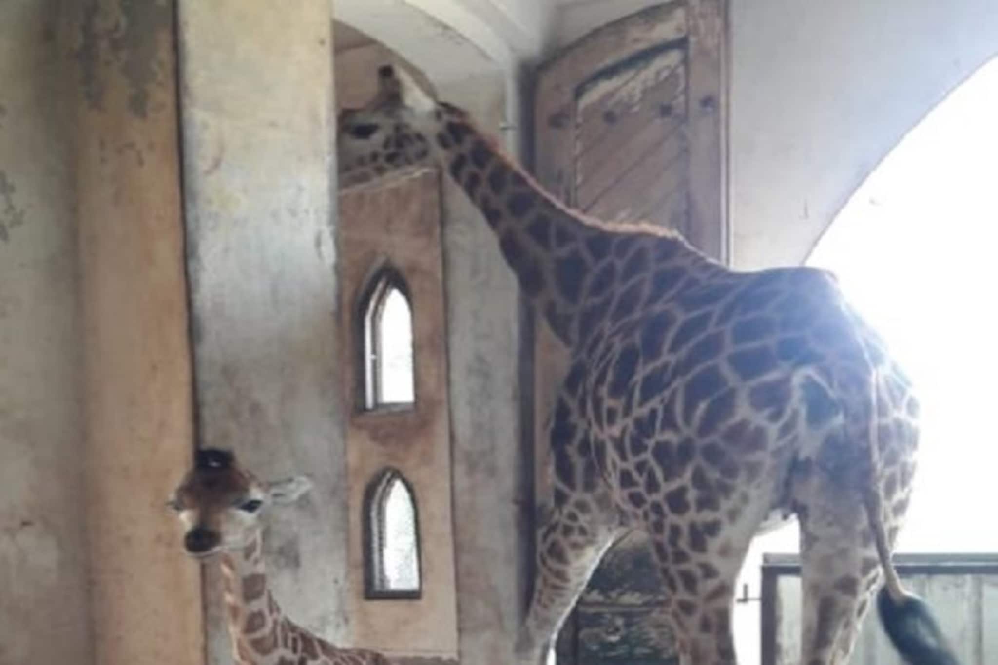 নতুন অতিথি এল আলিপুর চিড়িয়াখানায়, ভিডিওতে দেখুন তৃণার সন্তানকে