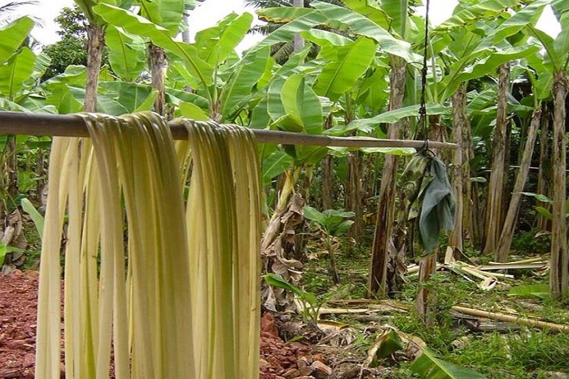 বনানা ফাইবারের ব্যবসা ৷ অথার্ৎ কলা গাছের ফাইবার থেকে তৈরি প্রোডাক্টের ইউনিট শুরু করে ভাল আয়ের সম্ভাবনা রয়েছে ৷ কলার ফাইবার থেকে হ্যান্ড ব্যাগ, কারপেট, চটাই, বেল্ট, কাপড়, শাড়ি, স্যান্ডেল, ডোরম্যাট, ফটো ফ্রেম, সোফা কভারের মতো প্রোডাক্ট তৈরি করা হয়ে থাকে ৷ বাড়ি সাজানোর জন্যেই কলা গাছের ফাইবারের তৈরি জিনিস ব্যবহার করা হয়ে থাকে ৷