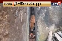 দুটি পাঁচিলের ফাঁকে আটকে কুকুর, ২০ ঘণ্টার পর উদ্ধার দুটি পাঁচিলের ফাঁকে আটকে কুকুর, ২০ ঘণ্টার পর উদ্ধার