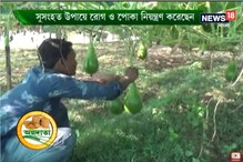 মাচায় লাউ চাষে কৃষকের অভিজ্ঞতা, দেখুন অন্নদাতা মাচায় লাউ চাষে কৃষকের অভিজ্ঞতা, দেখুন অন্নদাতা