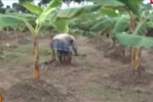 G9 জাতের কলা চাষের লাভ জনক পদ্ধতি সম্পর্কে জানালেন কৃষকবন্ধু রঞ্জিত পাল