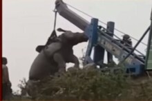 একই দিনে জলদাপাড়ায় মৃত্যু দুই গণ্ডারের, তদন্তের নির্দেশ বনদফতরের