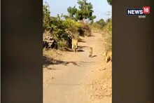বাইক আরোহীকে রাস্তা ছেড়ে দিল বনের রাজা ও তাঁর ছানারা, ভাইরাল ভিডিও