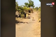 বাইক আরোহীকে রাস্তা ছেড়ে দিল বনের রাজা ও তাঁর ছানারা, ভাইরাল ভিডিও বাইক আরোহীকে রাস্তা ছেড়ে দিল বনের রাজা ও তাঁর ছানারা, ভাইরাল ভিডিও