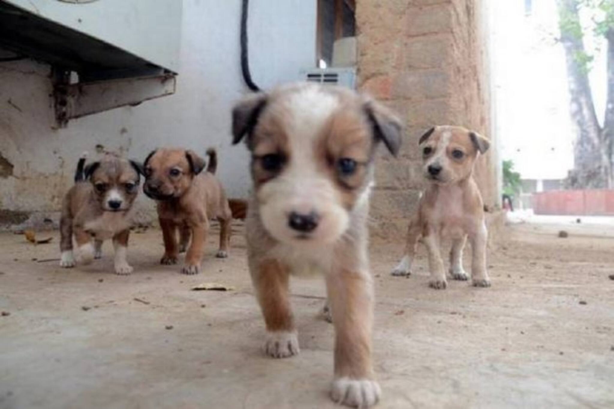 খাবারের সঙ্গে বিষ মিশিয়ে চারটি কুকুরের বাচ্চাকে মেরে ফেলল স্থানীয়রা!