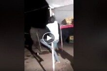 এ কেমন নাগিন ডান্স, মাটি থেকে প্যান্ডেলের মাথায় উঠে গেলেন যুবক