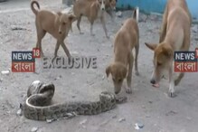 চার কুকুরছানা ও পাইথনের লড়াই, দেখুন কী হল... চার কুকুরছানা ও পাইথনের লড়াই, দেখুন কী হল...