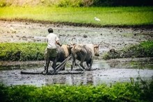 গ্রামীণ ভারতে জোর দিয়েই অর্থনীতির হাল ফেরানোর পথে হাঁটল মোদি সরকার