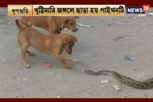 বিশাল পাইথনের দিকে তেড়ে আসছে কুকুর ছানা, তারপর যা ঘটল, দেখুন ভিডিও বিশাল পাইথনের দিকে তেড়ে আসছে কুকুর ছানা, তারপর যা ঘটল, দেখুন ভিডিও