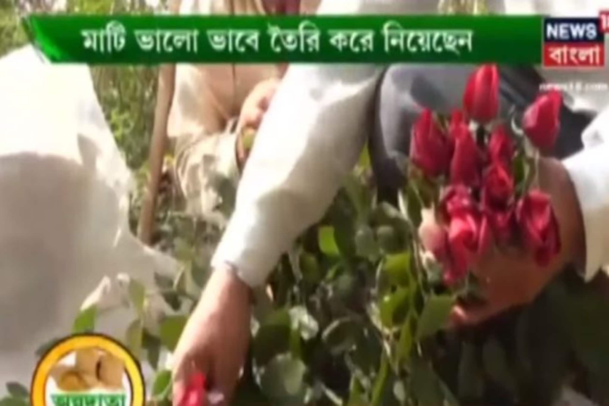 সহজ উপায়ে গোলাপ চাষ করে বিপুল অর্থ রোজগারের সহজ সরল পদ্ধতি, দেখুন অন্নদাতা