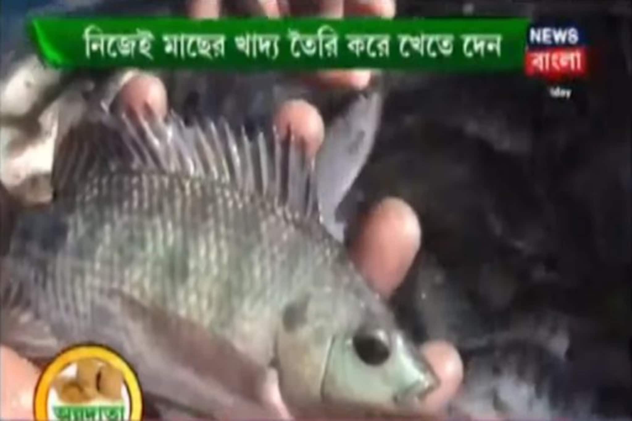 বিজ্ঞানসম্মত উপায় বাণিজ্যিক মনোসেক্স তেলাপিয়া চাষ করে বিপুল লাভ