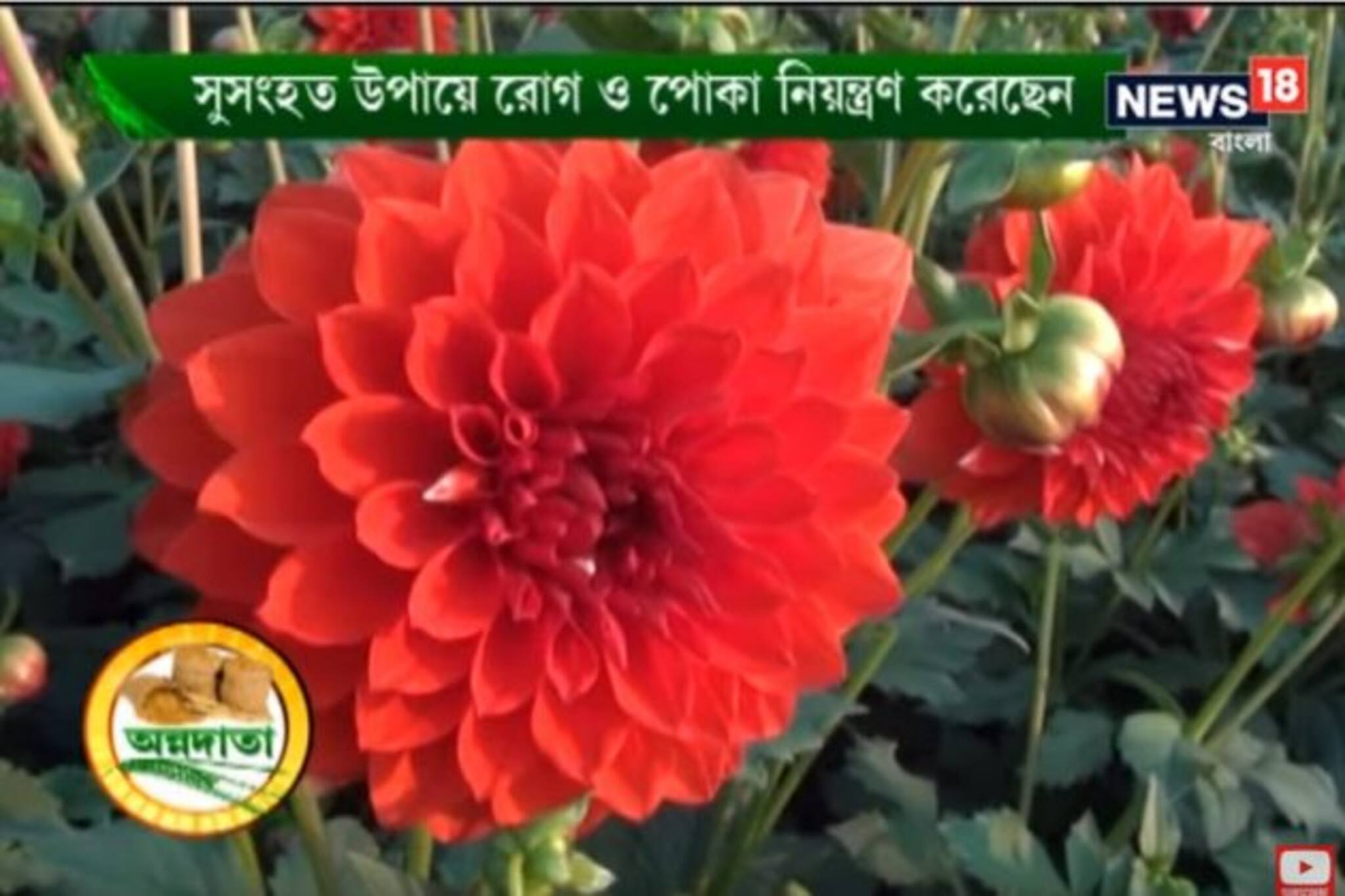 কম কষ্ট ও খরচে ডালিয়া ফুলের চাষে বিপুল রোজগারের সুবর্ণ সুযোগ