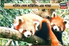 বিলুপ্তপ্রায় রেড পান্ডাকে বাঁচাতে উদ্যোগ নিল রাজ্য