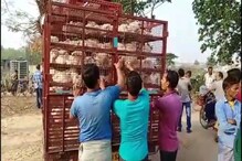 ৪টে বড় মুরগির দাম ১০০ টাকা! এখানে গেলেই জলের দরে পাবেন চিকেন ৪টে বড় মুরগির দাম ১০০ টাকা! এখানে গেলেই জলের দরে পাবেন চিকেন