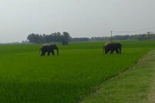 করোনা আতঙ্কের মাঝেই হাতির হানা ! কোথায় দাপাচ্ছে জোড়া হাতি ? দেখে নিন করোনা আতঙ্কের মাঝেই হাতির হানা ! কোথায় দাপাচ্ছে জোড়া হাতি ? দেখে নিন