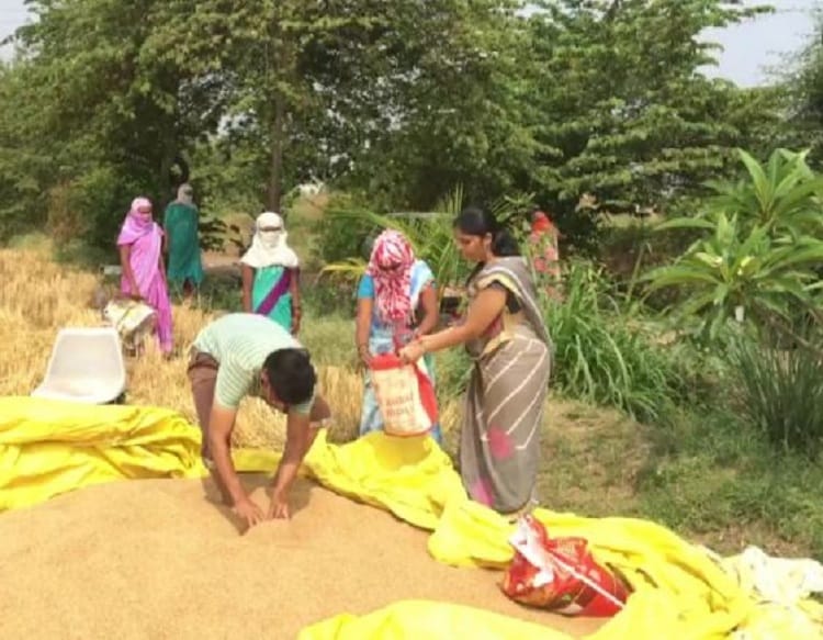 দত্ত রাম পাটিল নামে ওই কৃষক তিন একর জমিতে গম চাষ করেছিলেন৷ তার মধ্যে থেকেই এক একর জমিতে ফলানো গমের পুরোটাই দরিদ্রদের দান করে দিয়েছেন ওই কৃষক৷ PHOTO- ANI দত্ত রাম পাটিল নামে ওই কৃষক তিন একর জমিতে গম চাষ করেছিলেন৷ তার মধ্যে থেকেই এক একর জমিতে ফলানো গমের পুরোটাই দরিদ্রদের দান করে দিয়েছেন ওই কৃষক৷ PHOTO- ANI