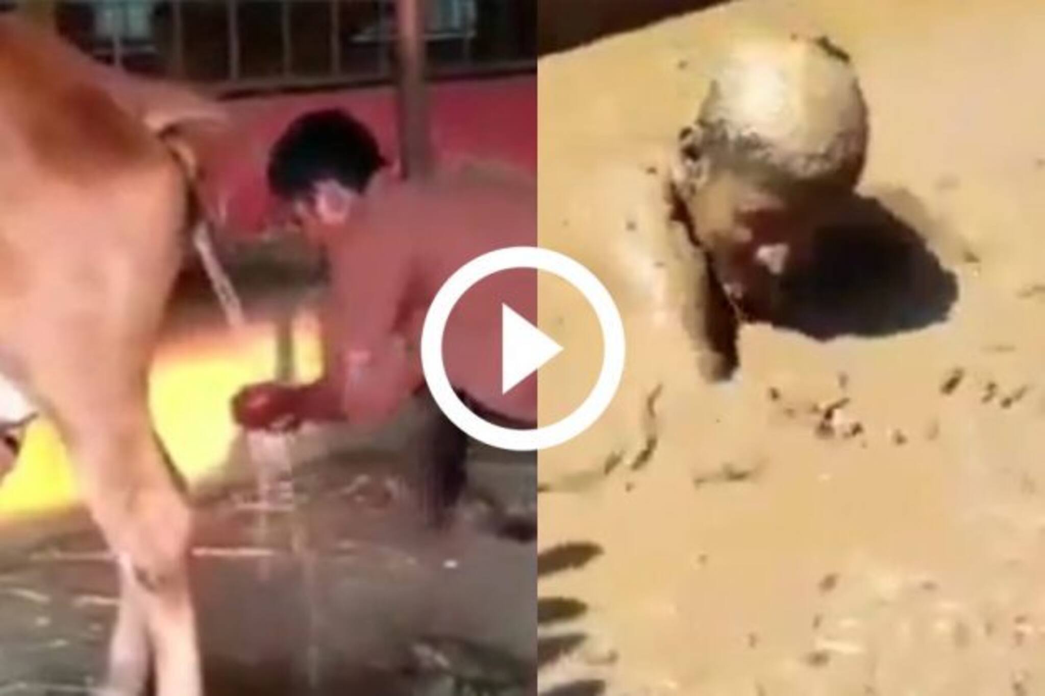 গোমুত্র দিয়ে মুখ ধোওয়া-গোচনা পান, গোবর দিয়ে স্নান করে সুপার ভাইরাল যুবক