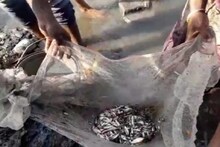মহানন্দায় ফের ভেসে উঠল হাজার হাজার মরা মাছ, চাঞ্চল্য এলাকায়