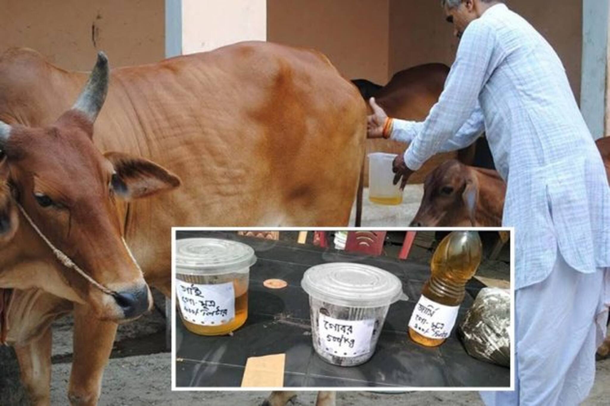 করোনার ওষুধ হিসেবে গোমূত্র বিক্রি, ডানকুনিতে গ্রেফতার বিক্রেতা