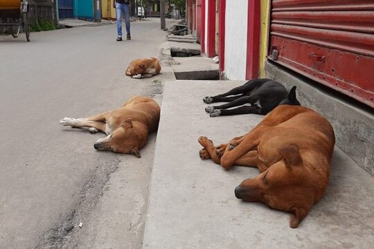 কুকুর