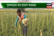 প্রজ্জল ফুলের চাষের পদ্ধতি কী? অভিজ্ঞতা জানালেন কৃষকবন্ধু, ভিডিও
