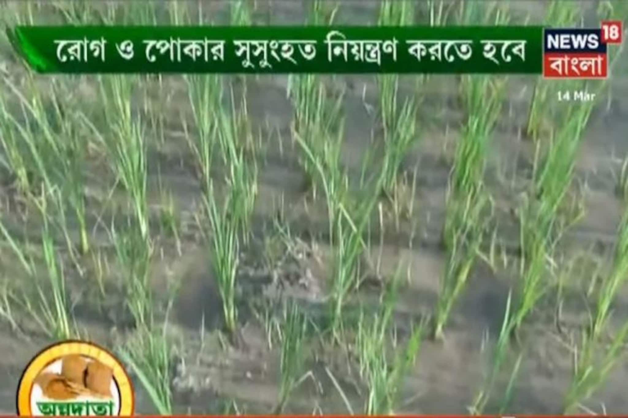 সুসংগত উপায়ে বোরো ধানের আগাছা নিয়ন্ত্রণের বিষয় জানতে দেখুন আজকের অন্নদাতা