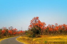 দোল উৎসবে আপনার ডেস্টিনেশন হতেই পারে পলাশে ঢাকা বরন্তি