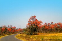 দোল উৎসবে আপনার ডেস্টিনেশন হতেই পারে পলাশে ঢাকা বরন্তি দোল উৎসবে আপনার ডেস্টিনেশন হতেই পারে পলাশে ঢাকা বরন্তি