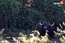 লোকালয়ে ঢুকে তাণ্ডব বাইসনের, মানুষ দেখলেই তাড়া করল শিং উঁচিয়ে, দেখুন ভিডিও