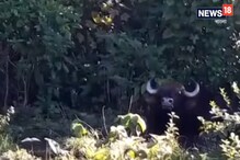 লোকালয়ে ঢুকে তাণ্ডব বাইসনের, মানুষ দেখলেই তাড়া করল শিং উঁচিয়ে, দেখুন ভিডিও লোকালয়ে ঢুকে তাণ্ডব বাইসনের, মানুষ দেখলেই তাড়া করল শিং উঁচিয়ে, দেখুন ভিডিও