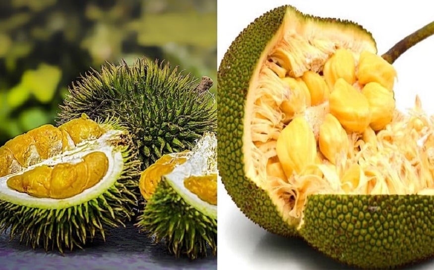 এই ফলগুলির বর্জ্য অংশ তুলে এনে তাকে রূপান্তরিত করা হয় স্থায়ী কার্বন এরোজেলসে। প্রথমে ফলগুলিকে জলে ফোটান হয়, তারপর তাকে জমিয়ে শুকনো করে এই বর্জ্য অংশ সংগ্রহ করা হয়। এই কার্বন এরোজেলস হল খুবই হালকা ও সছিদ্র এক বস্তু। এটা দিয়েই ইলেকট্রোড তৈরি করা হয়। এই ফলগুলির বর্জ্য অংশ তুলে এনে তাকে রূপান্তরিত করা হয় স্থায়ী কার্বন এরোজেলসে। প্রথমে ফলগুলিকে জলে ফোটান হয়, তারপর তাকে জমিয়ে শুকনো করে এই বর্জ্য অংশ সংগ্রহ করা হয়। এই কার্বন এরোজেলস হল খুবই হালকা ও সছিদ্র এক বস্তু। এটা দিয়েই ইলেকট্রোড তৈরি করা হয়।