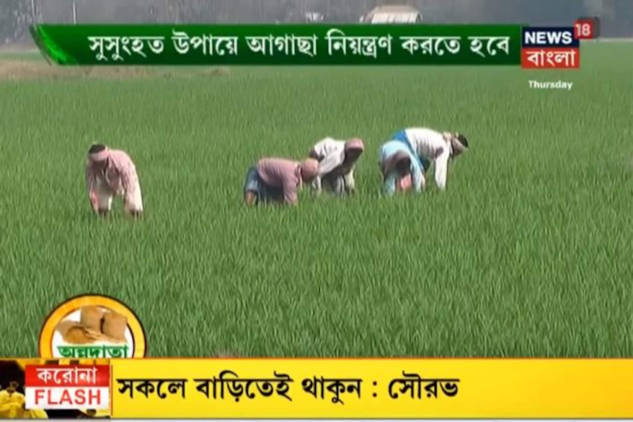 ‌ধান দেশের প্রধান খাদ্য, আর সেই ধানের চাষে আগছা সমস্যা মেটাবেন কীভাবে, দেখুন