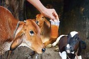 পেয়ালায় গো-মূত্র! করোনা মারতে পার্টির আয়োজন করছে হিন্দু মহাসভা, থাকছে ঘুঁটে