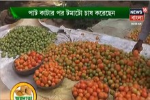 টোম্যাটো চাষের বিজ্ঞানসম্মত উপায়, দেখুন ভিডিও--