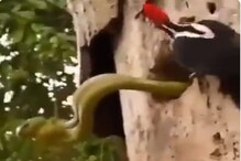 সন্তানদের বাঁচাতে দশ ফুটের সাপের সঙ্গে লড়াই কাঠঠোকরার, দেখুন ভাইরাল ভিডিও সন্তানদের বাঁচাতে দশ ফুটের সাপের সঙ্গে লড়াই কাঠঠোকরার, দেখুন ভাইরাল ভিডিও