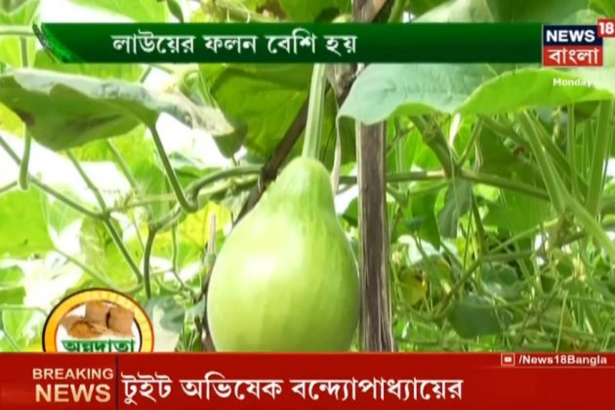 প্রগতিশীল চাষি লাউ চাষের লাভের মুখ দেখা সম্ভব, দেখুন অন্নদাতা