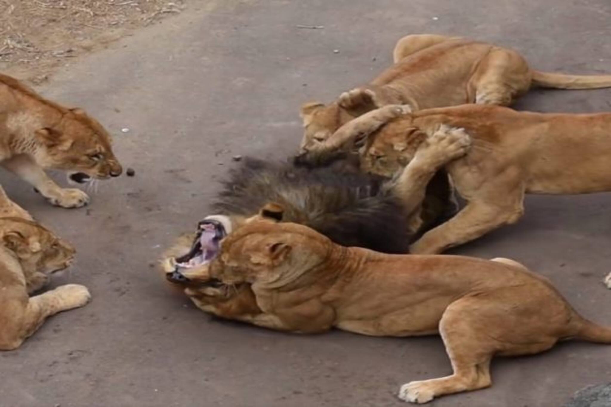 মাঝ রাস্তায় সিংহকে ফেলে বিষাক্ত কামড় ৬ সিংহীর, ভয়ঙ্কর পরিস্থিতির ভিডিও ভাইরাল