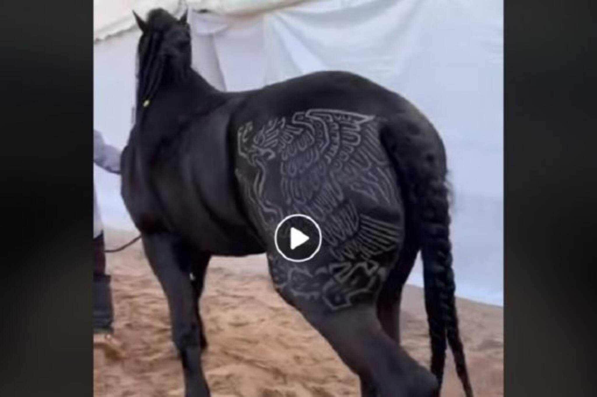 সোশ্যাল মিডিয়া তোলপাড় ঘোড়ার ! পিঠের নীচের ভাগে ট্যাটু করিয়ে সুপার ভাইরাল