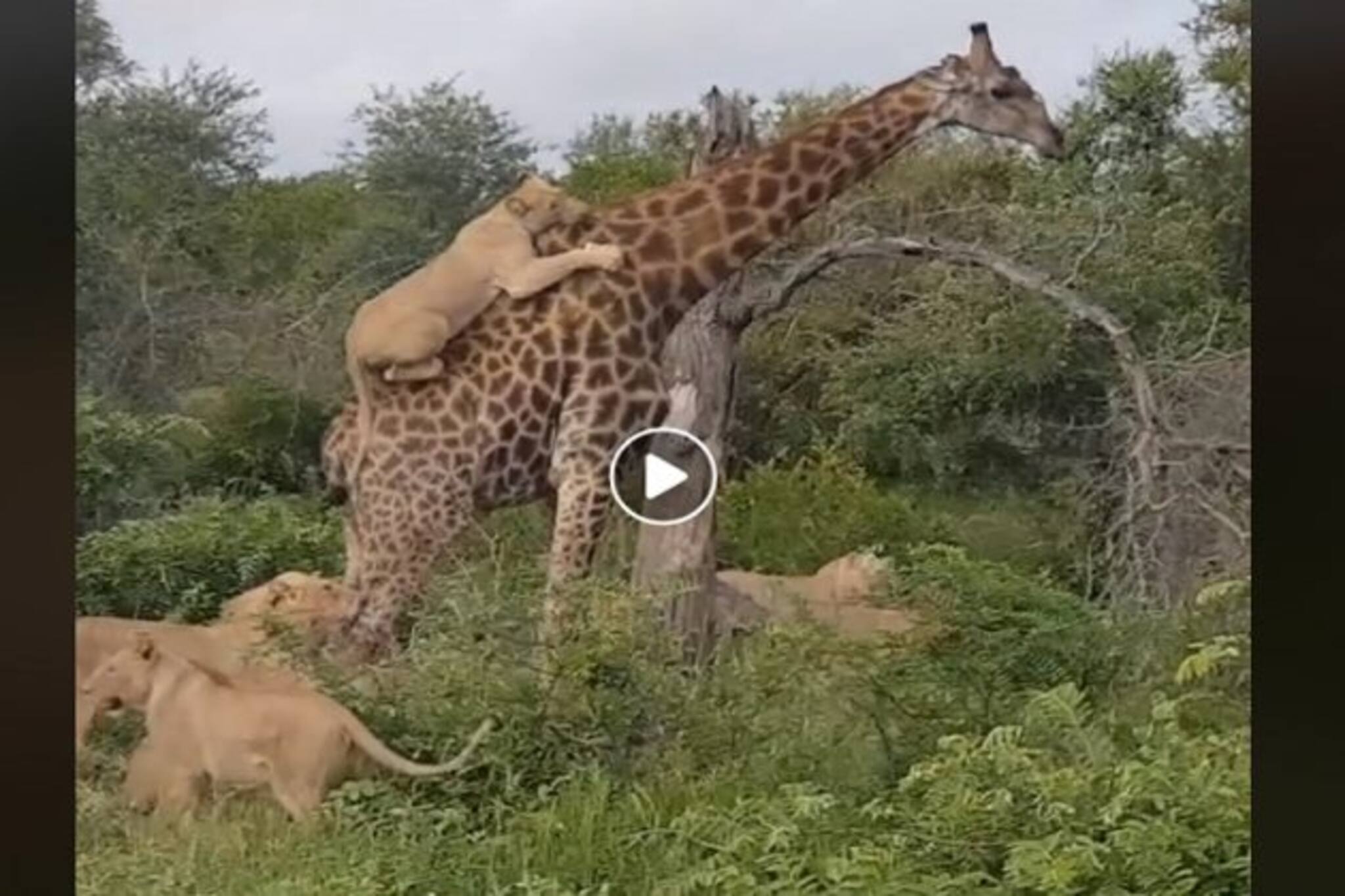 মৃত্যুর হাতছানি, বিষাক্ত দাঁত-নখ দিয়ে জিরাফের পা-পিঠ ছিঁড়ে খাচ্ছে সিংহী