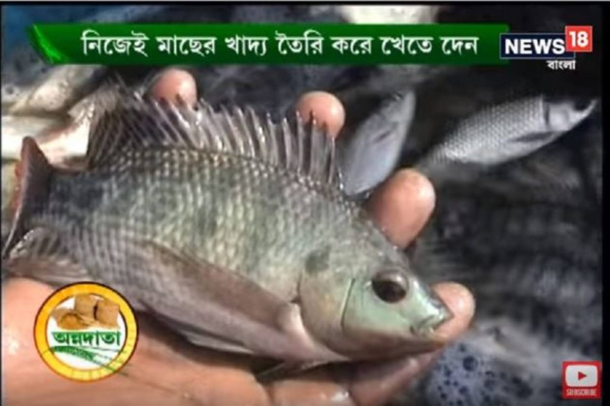 লাভজনক মোনোসেক্স তেলাপিয়ার চাষ জানতে দেখুন আজকের অন্নদাতা