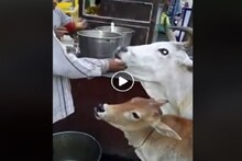 সোশ্যাল মিডিয়ায় কাঁপানো গরু! ফুচকার দোকানে গিয়ে তেঁতুল জল সহযোগে টপাটপ খাচ্ছে