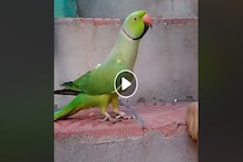 খুব খিদে পেয়েছে, একের পর এক কথা বলে সোশ্যাল মিডিয়া কাঁপিয়েছে টিয়াপাখি