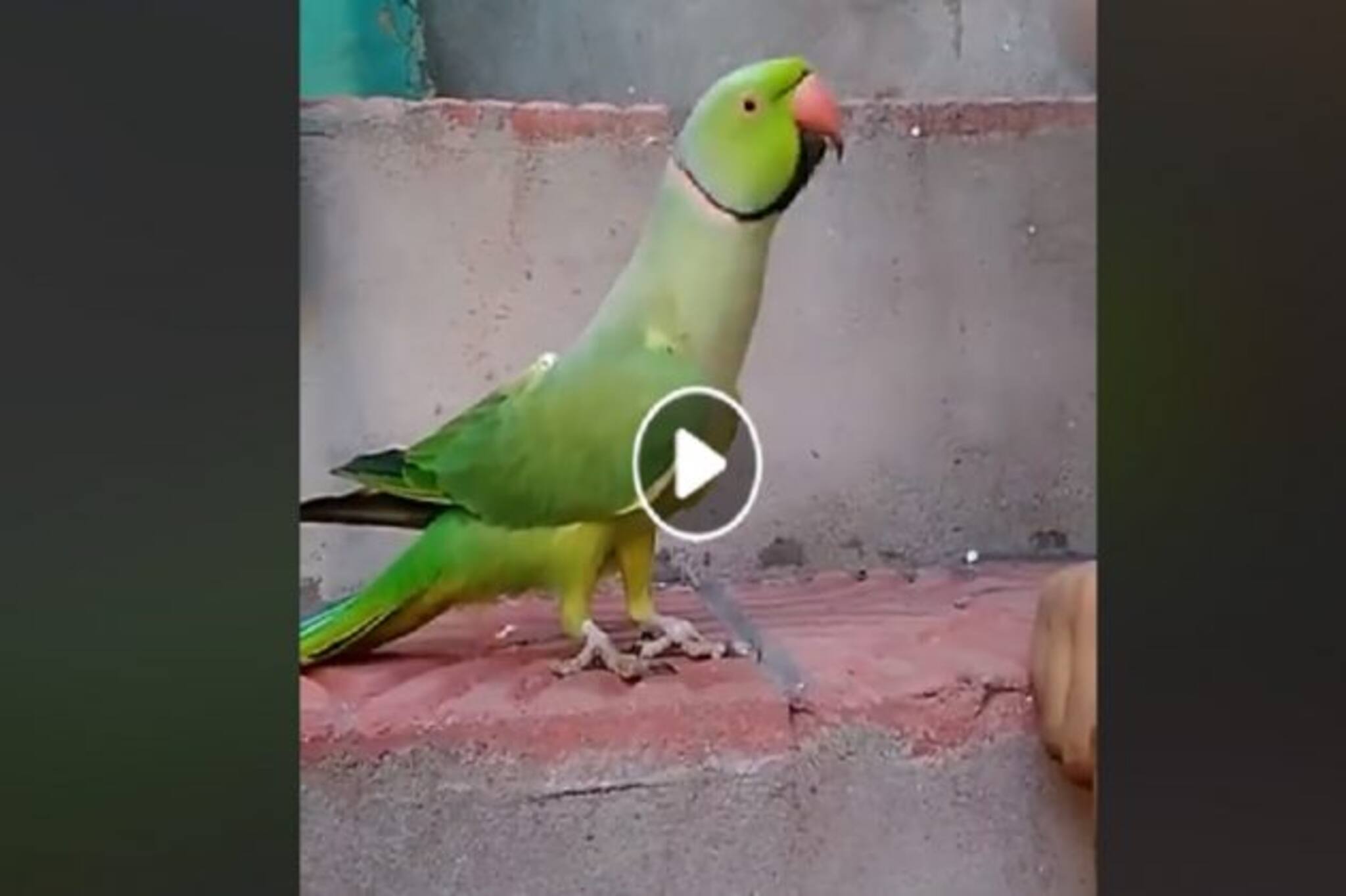 খুব খিদে পেয়েছে, একের পর এক কথা বলে সোশ্যাল মিডিয়া কাঁপিয়েছে টিয়াপাখি