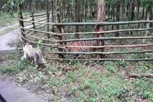 লকডাউনে নিজেদের এনক্লোজারে বন্দী শচীন, সৌরভ! করোনা যুদ্ধে কড়া নজরদারি