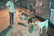 ২৫কেজি চাল, ১০কেজি ডাল আর ৫কেজি মাংসের খিচুড়ি রোজ পথকুকুরদের খাওয়াচ্ছেন ইনি ২৫কেজি চাল, ১০কেজি ডাল আর ৫কেজি মাংসের খিচুড়ি রোজ পথকুকুরদের খাওয়াচ্ছেন ইনি