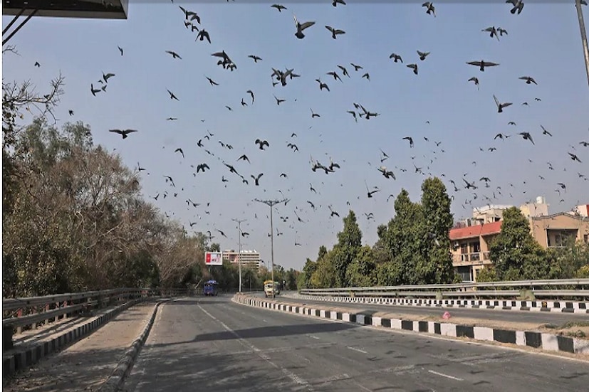 দিল্লির রাজপথে ফিরে এসেছে পাখি।