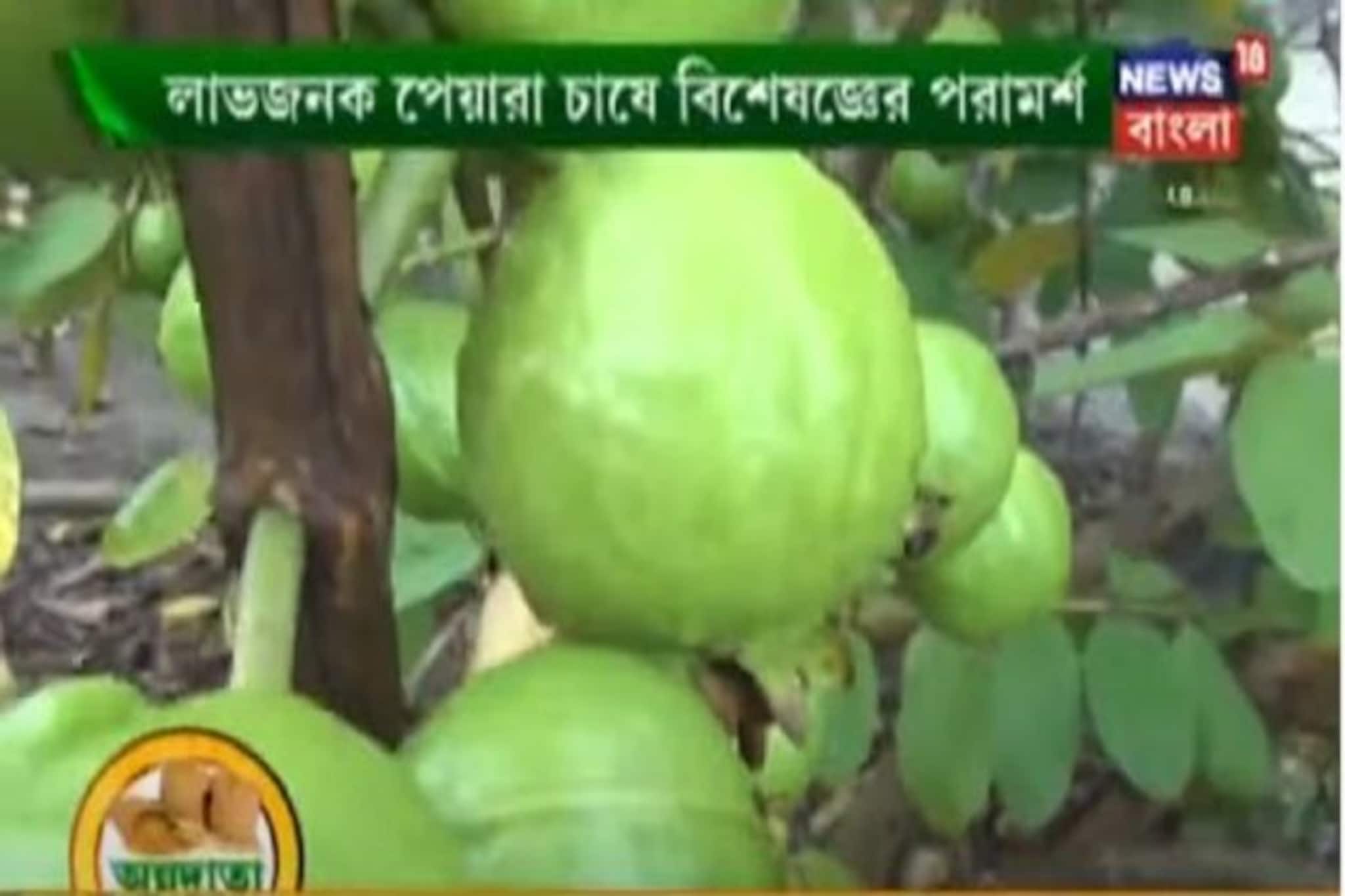 পেয়ারা চাষ হতে পারে লাভজনক, 'অন্নদাতা'-য় জেনে নিন বিশেষজ্ঞের পরামর্শ