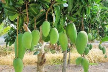 গ্রীষ্মকালের আগে কি করে আম গাছের পরিচর্যা করবেন? জানতে দেখুন আজকের Annadata গ্রীষ্মকালের আগে কি করে আম গাছের পরিচর্যা করবেন? জানতে দেখুন আজকের Annadata