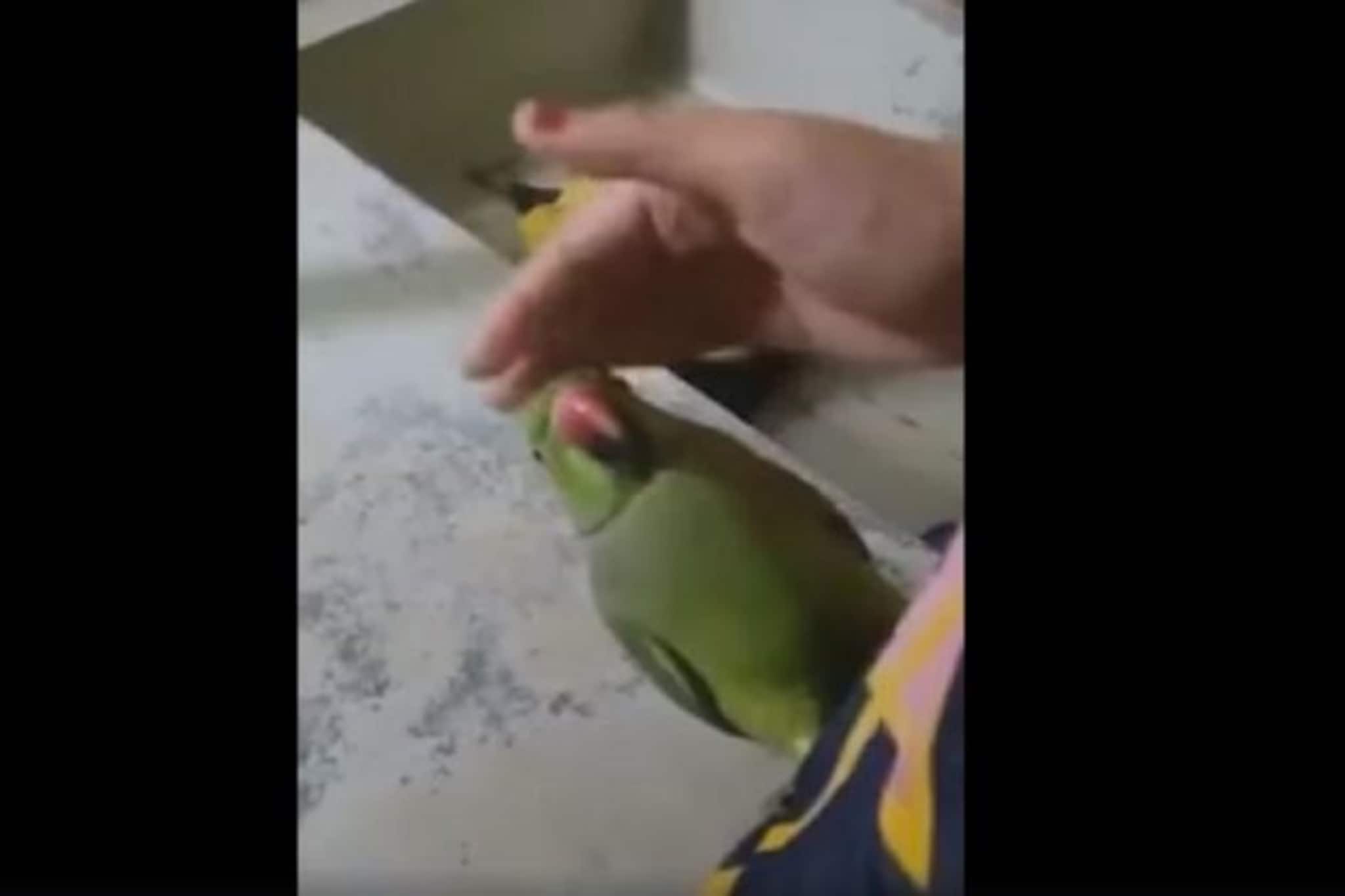 লকডাউনে সোশ্যাল মিডিয়ায় তুলকালাম টিয়াপাখির, মা, আই লভ ইউ বলে কাঁদিয়েছে